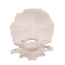 Atlas und Axis Modell, montiert, ohne Sockel Atlas und Axis Modell, montiert, ohne Sockel