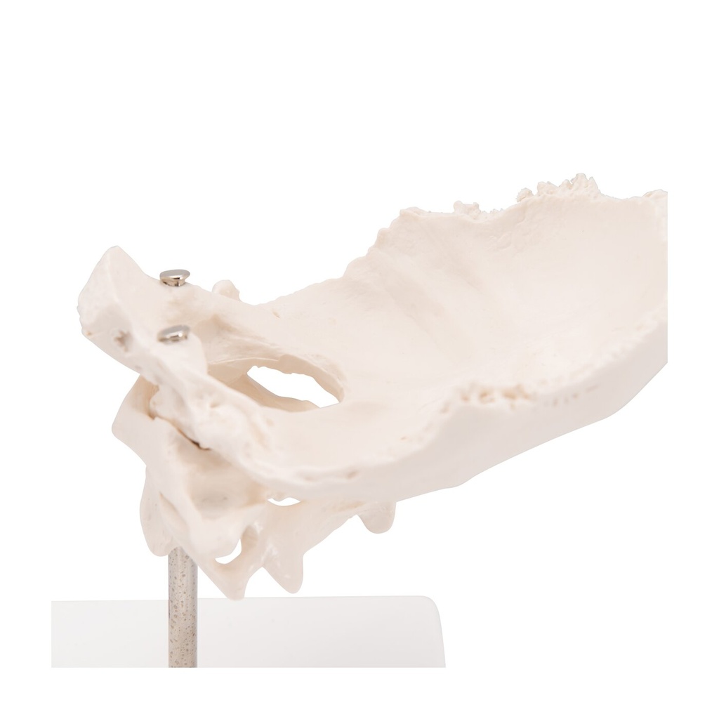Atlas und Axis Modell, montiert, ohne Sockel Atlas und Axis Modell, montiert, ohne Sockel