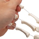 Handskelett Modell, lose auf Nylon gezogen