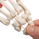 Handskelett Modell, lose auf Nylon gezogen