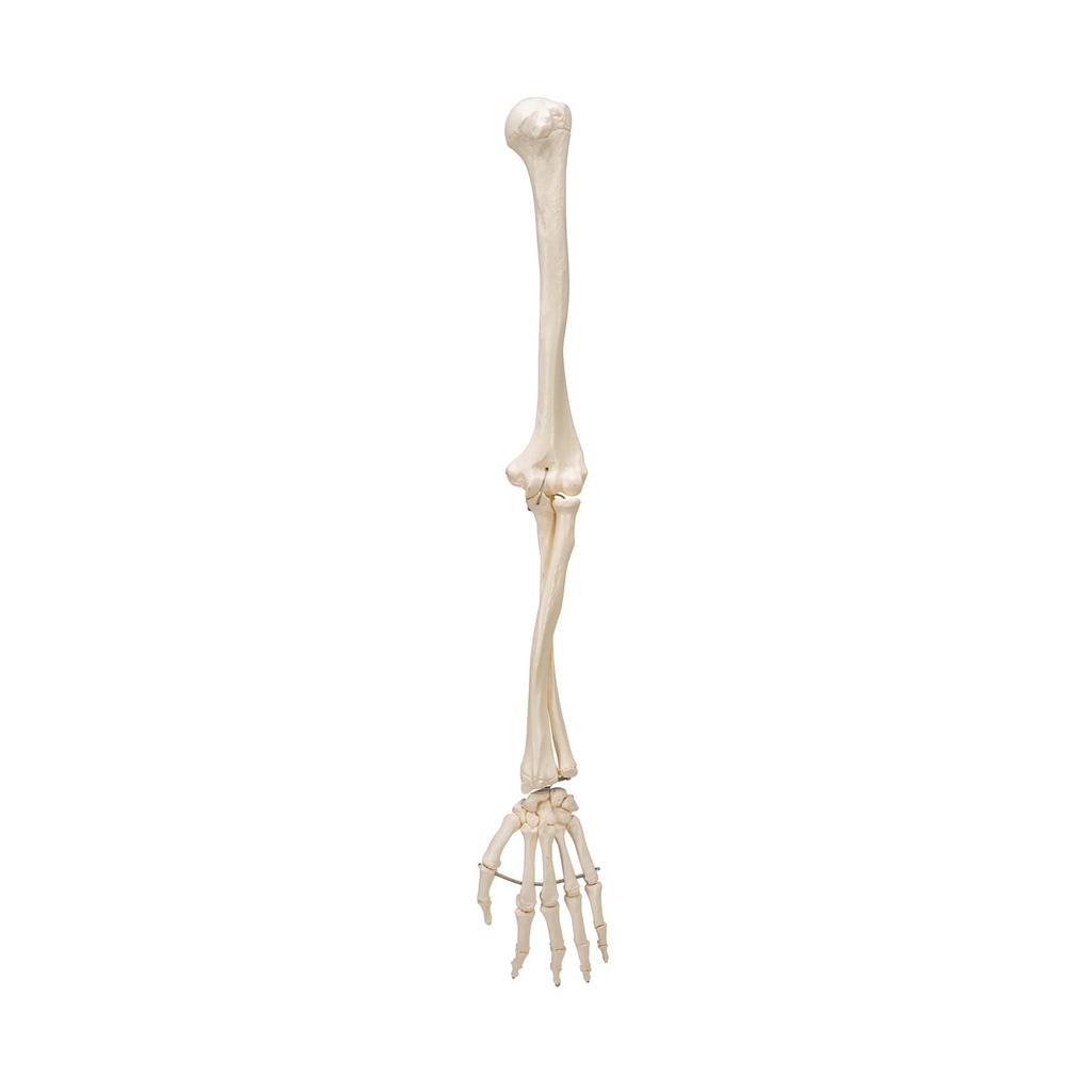 Armskelett Modell mit flexiblem Ellbogengelenk