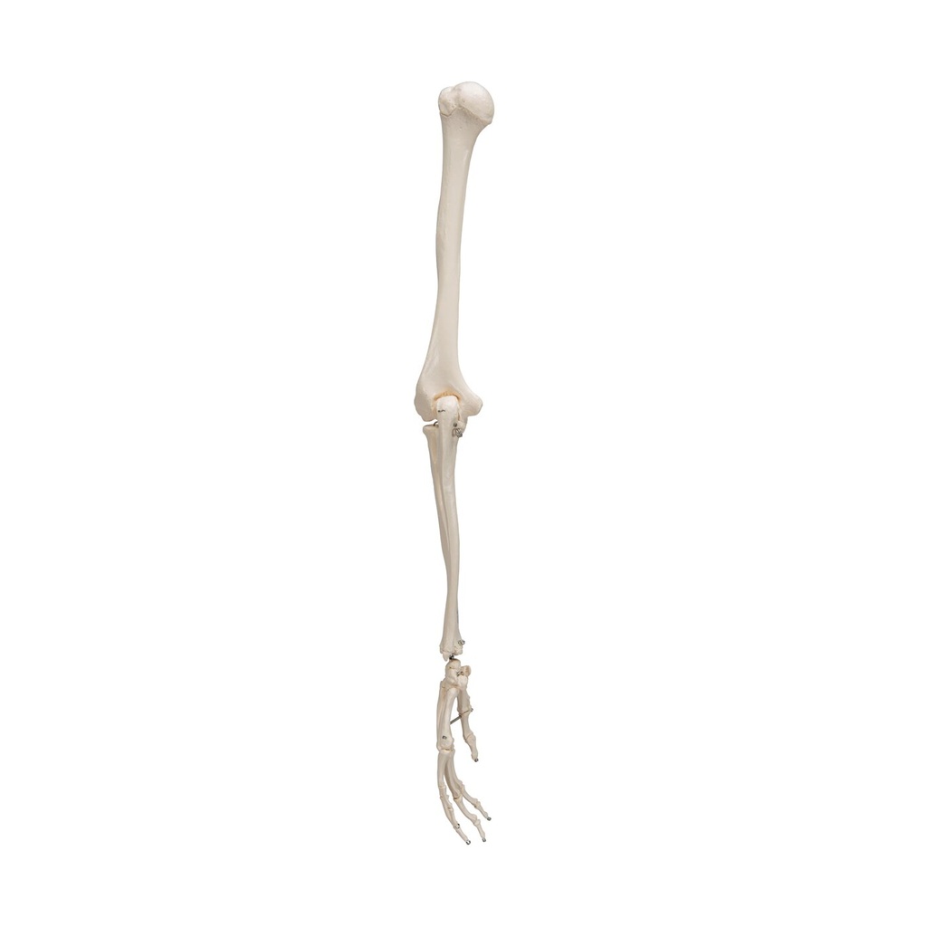 Armskelett Modell mit flexiblem Ellbogengelenk