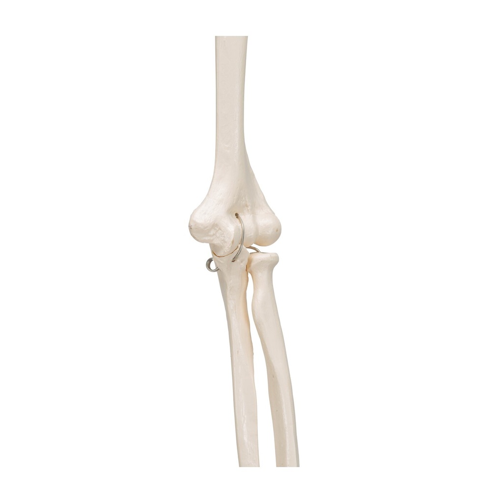Armskelett Modell mit flexiblem Ellbogengelenk