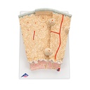 Microanatomy Knochenstruktur Modell, 80-fach vergrössert