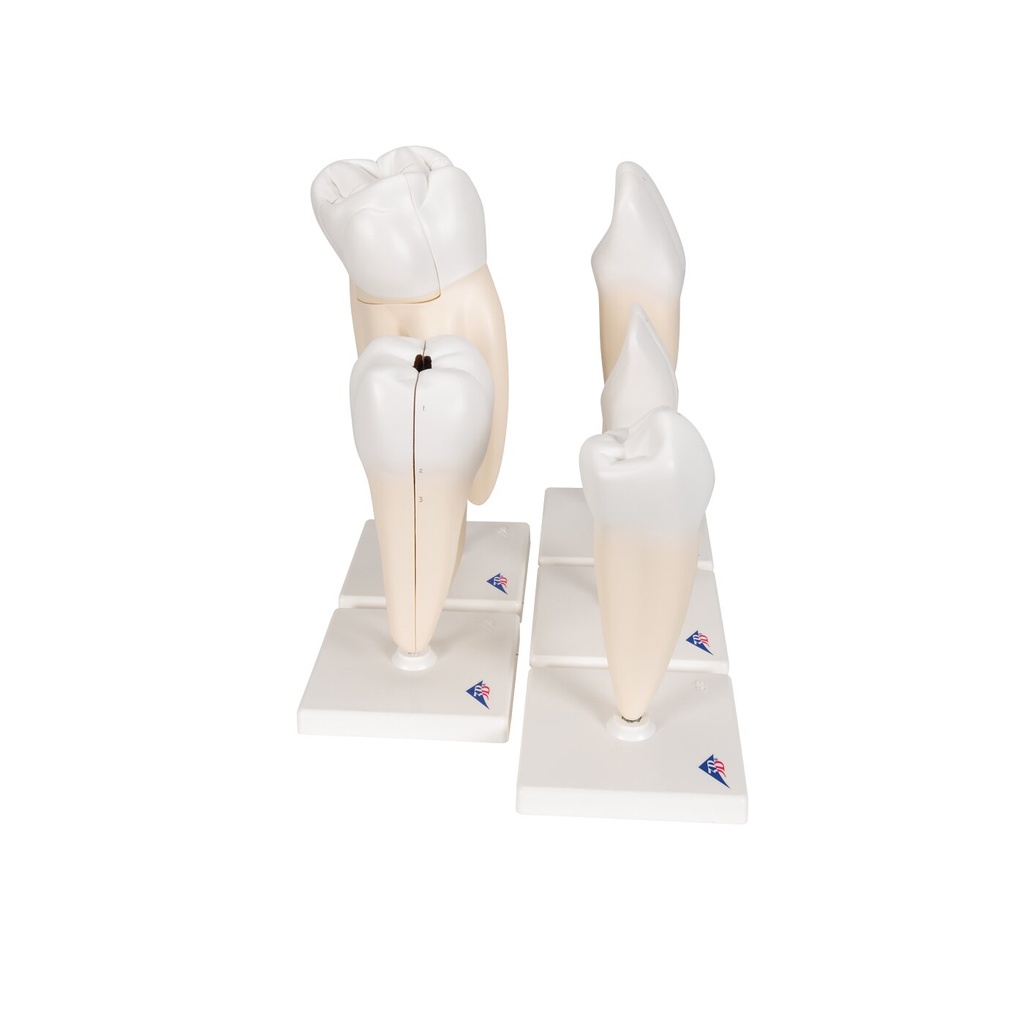 Zahnmodell Serie, 5 Modelle Zahnmodell Serie, 5 Modelle