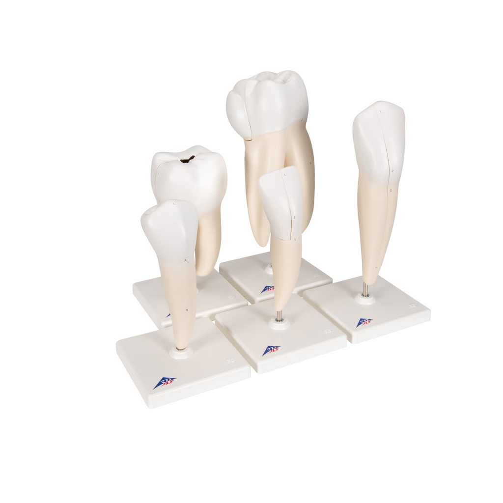 Zahnmodell Serie, 5 Modelle Zahnmodell Serie, 5 Modelle