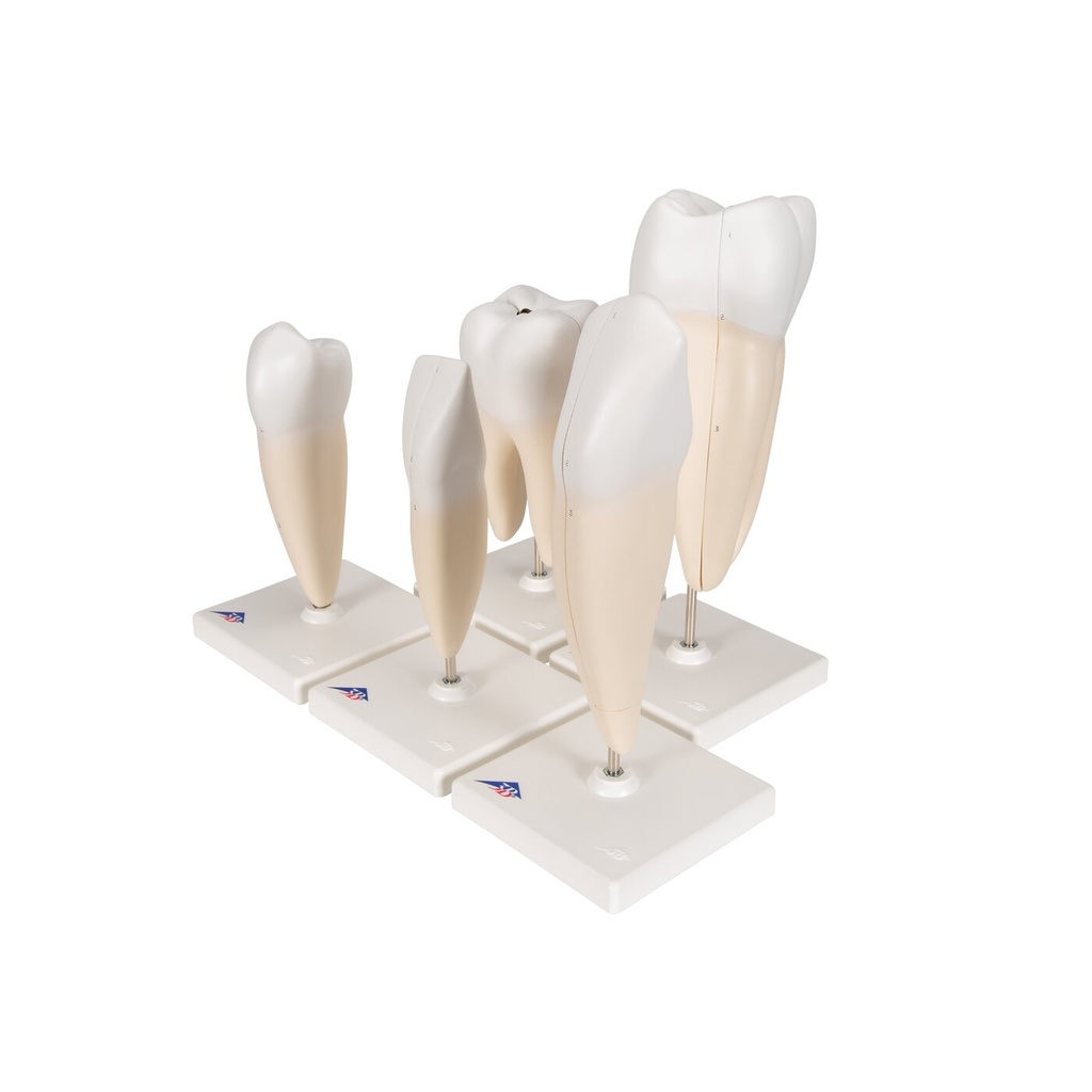 Zahnmodell Serie, 5 Modelle Zahnmodell Serie, 5 Modelle