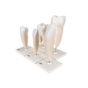 Zahnmodell Serie, 5 Modelle Zahnmodell Serie, 5 Modelle