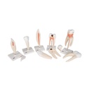 Zahnmodell Serie, 5 Modelle Zahnmodell Serie, 5 Modelle