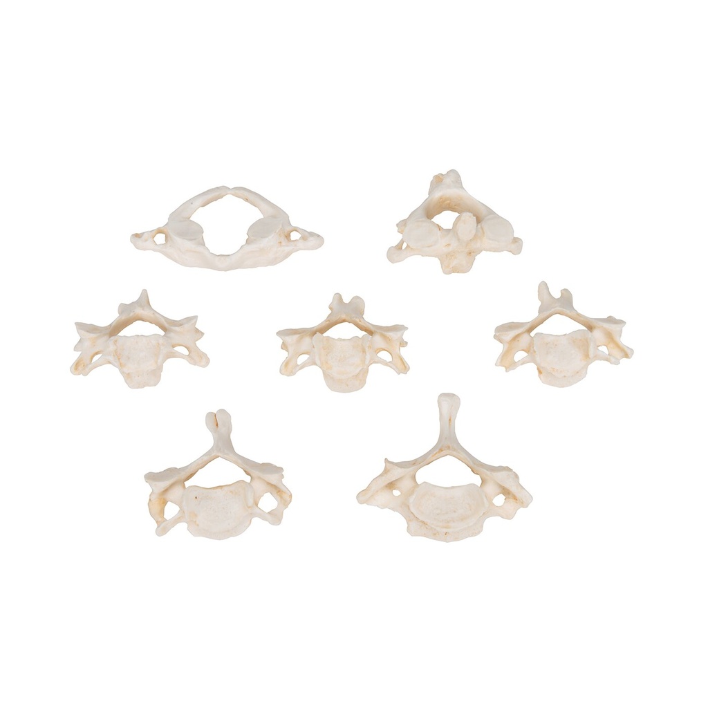Wirbelmodell Set mit 7 BONElike Halswirbeln Wirbelmodell Set mit 7 BONElike Halswirbeln