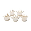 Wirbelmodell Set mit 5 BONElike™ Lendenwirbeln Wirbelmodell Set mit 5 BONElike™ Lendenwirbeln