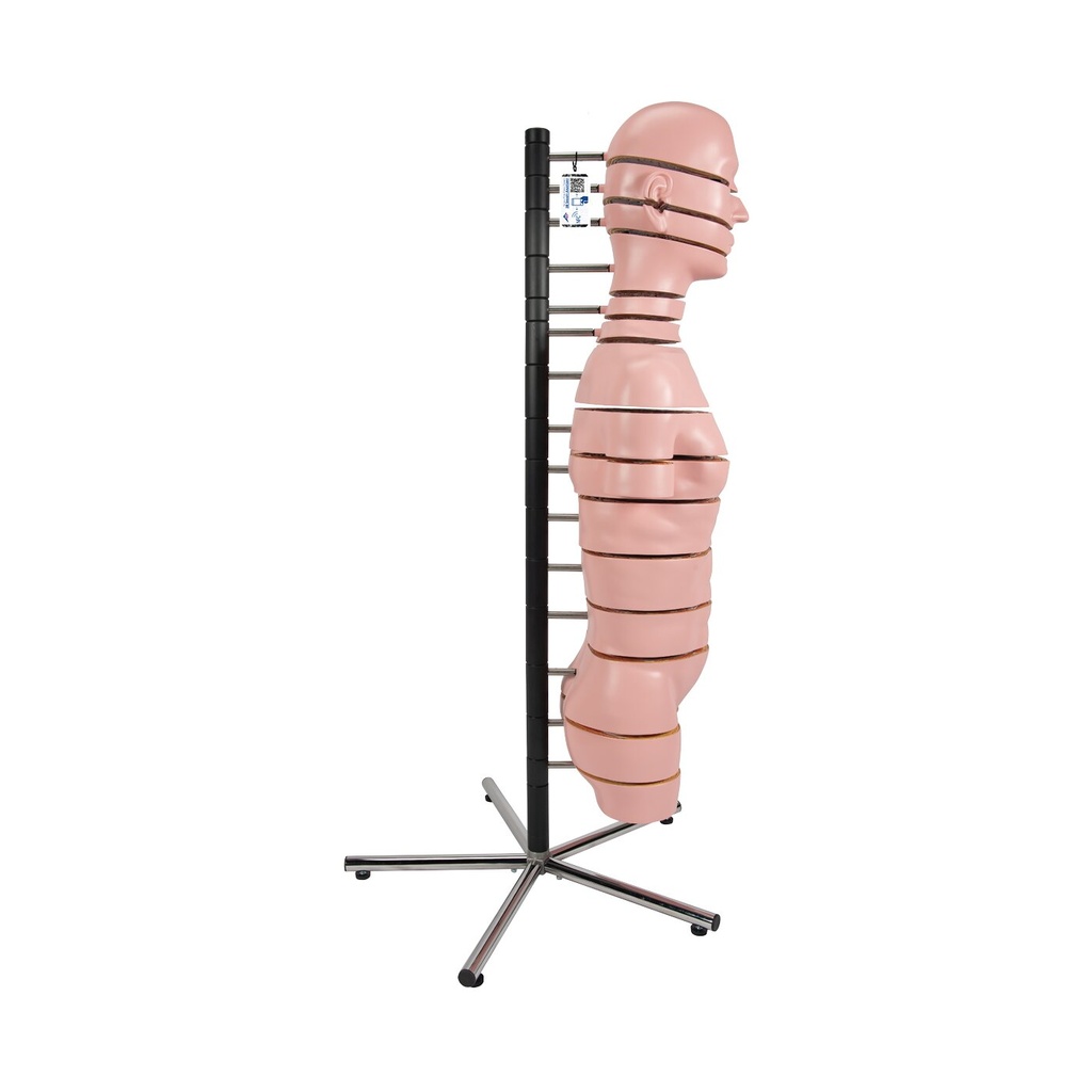 Torso Modell mit 15 Schnittebenen Torso Modell mit 15 Schnittebenen
