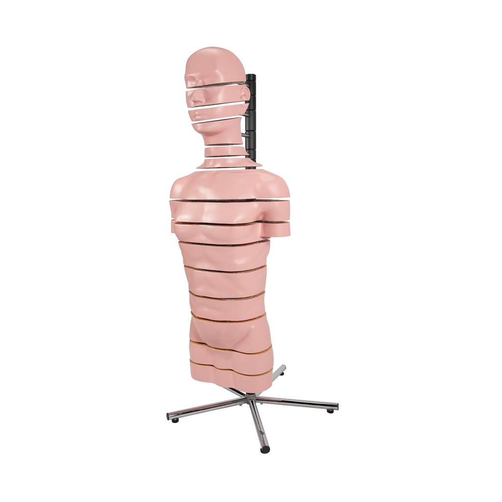 Torso Modell mit 15 Schnittebenen Torso Modell mit 15 Schnittebenen