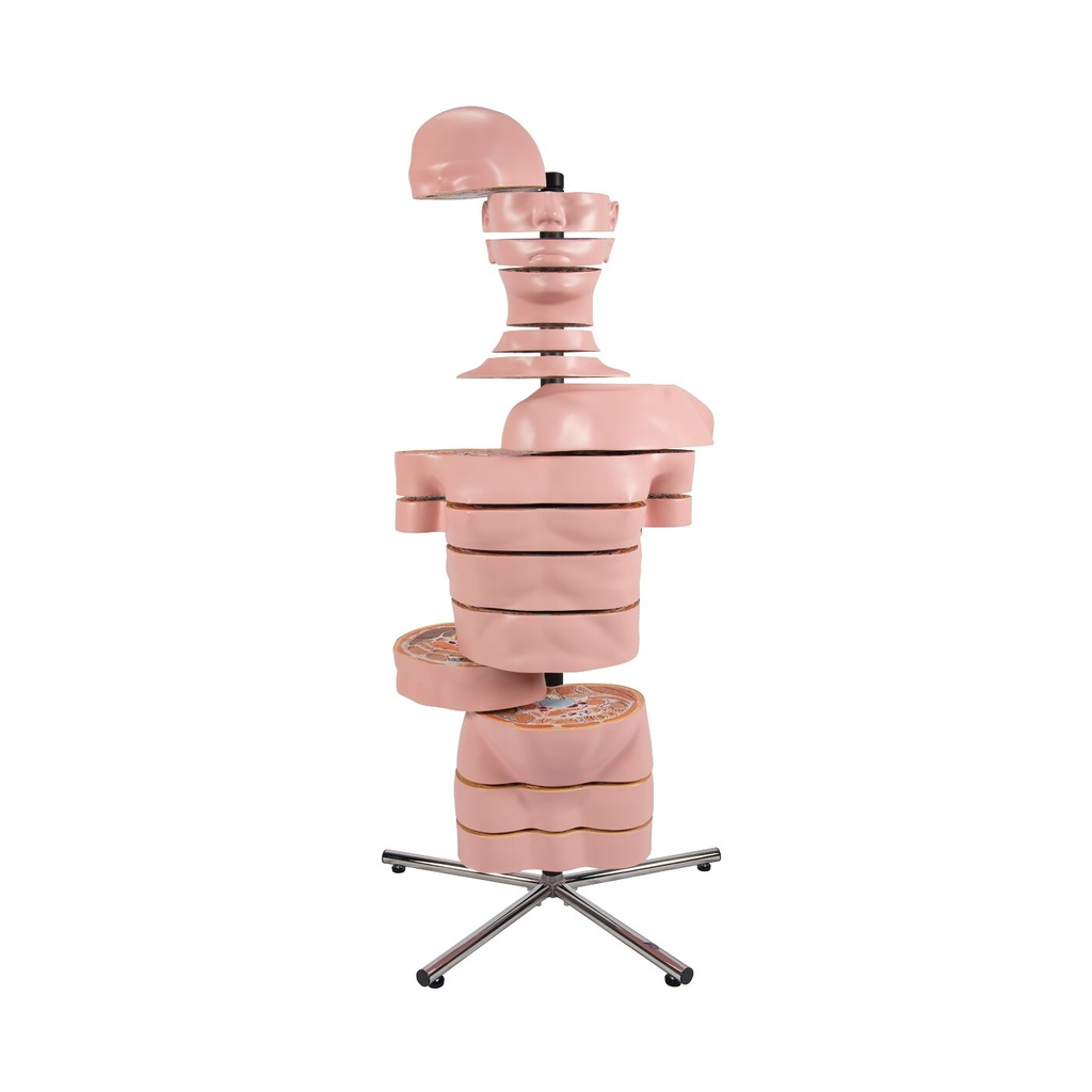 Torso Modell mit 15 Schnittebenen Torso Modell mit 15 Schnittebenen
