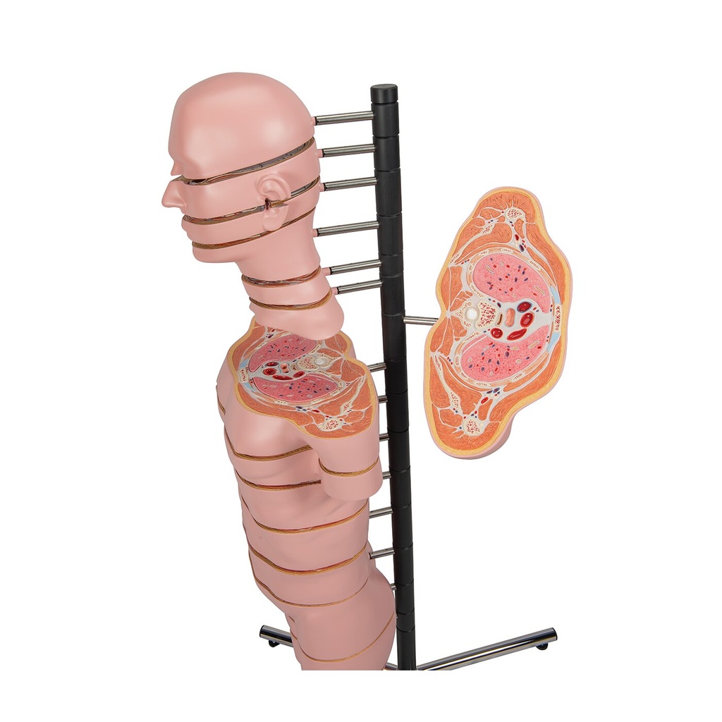 Torso Modell mit 15 Schnittebenen Torso Modell mit 15 Schnittebenen