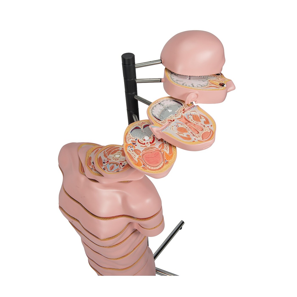 Torso Modell mit 15 Schnittebenen Torso Modell mit 15 Schnittebenen