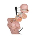 Torso Modell mit 15 Schnittebenen Torso Modell mit 15 Schnittebenen