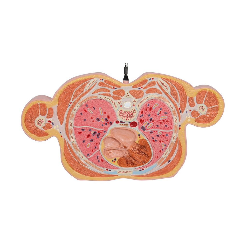 Torso Modell mit 15 Schnittebenen Torso Modell mit 15 Schnittebenen