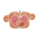 Torso Modell mit 15 Schnittebenen Torso Modell mit 15 Schnittebenen