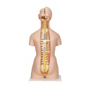 Luxus-Torso Modell, mit weiblichen & männlichen Geschlechtsorganen und mit geöffnetem Rücken, 28-teilig