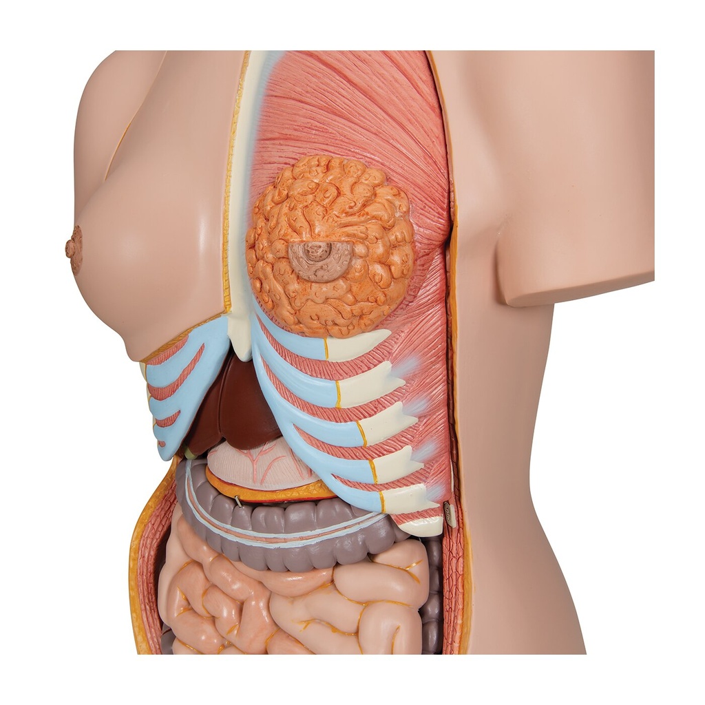Luxus-Torso Modell, mit weiblichen & männlichen Geschlechtsorganen und mit geöffnetem Rücken, 28-teilig