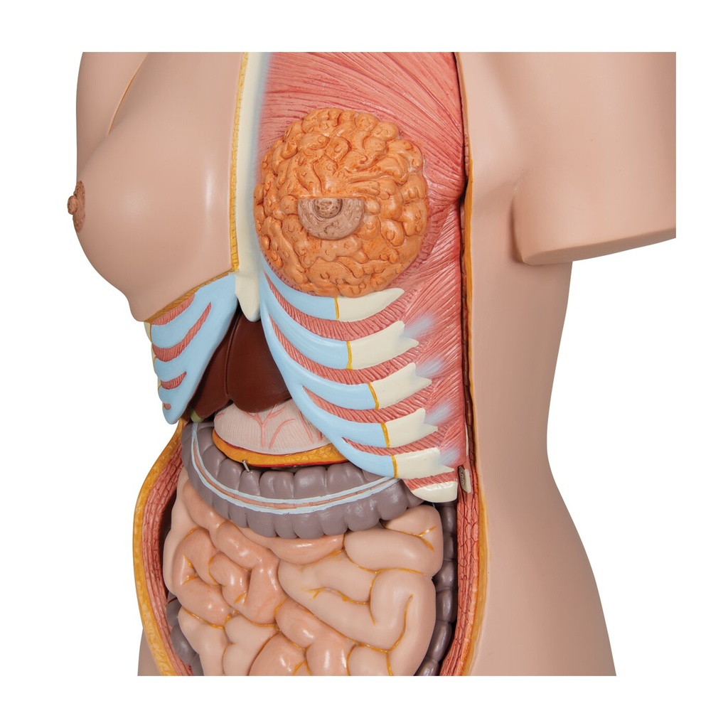 Luxus Torso Modell, mit weiblichen & männlichen Geschlechtsorganen, 24-teilig Luxus Torso Modell, mit weiblichen & männlichen Geschlechtsorganen, 24-teilig