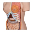 Luxus Torso Modell, mit weiblichen & männlichen Geschlechtsorganen, 24-teilig Luxus Torso Modell, mit weiblichen & männlichen Geschlechtsorganen, 24-teilig