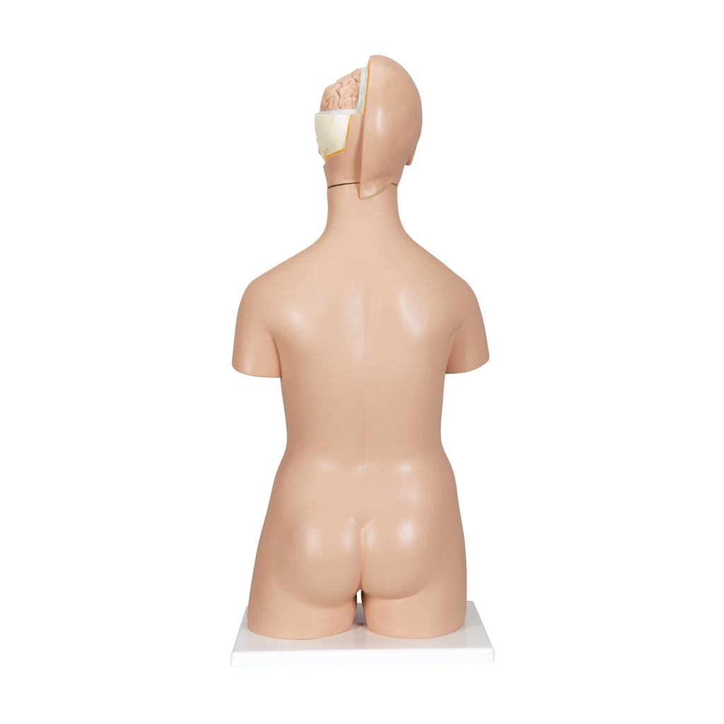 Luxus Torso Modell, mit weiblichen & männlichen Geschlechtsorganen, 20-teilig