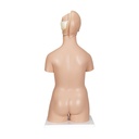 Luxus Torso Modell, mit weiblichen & männlichen Geschlechtsorganen, 20-teilig