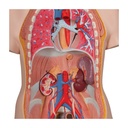 Luxus Torso Modell, mit weiblichen & männlichen Geschlechtsorganen, 20-teilig