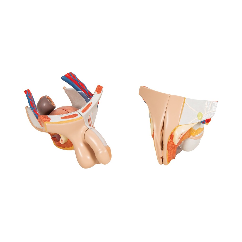 Luxus Torso Modell, mit weiblichen & männlichen Geschlechtsorganen und mit Muskelarm, 33-teilig Luxus Torso Modell, mit weiblichen & männlichen Geschlechtsorganen und mit Muskelarm, 33-teilig