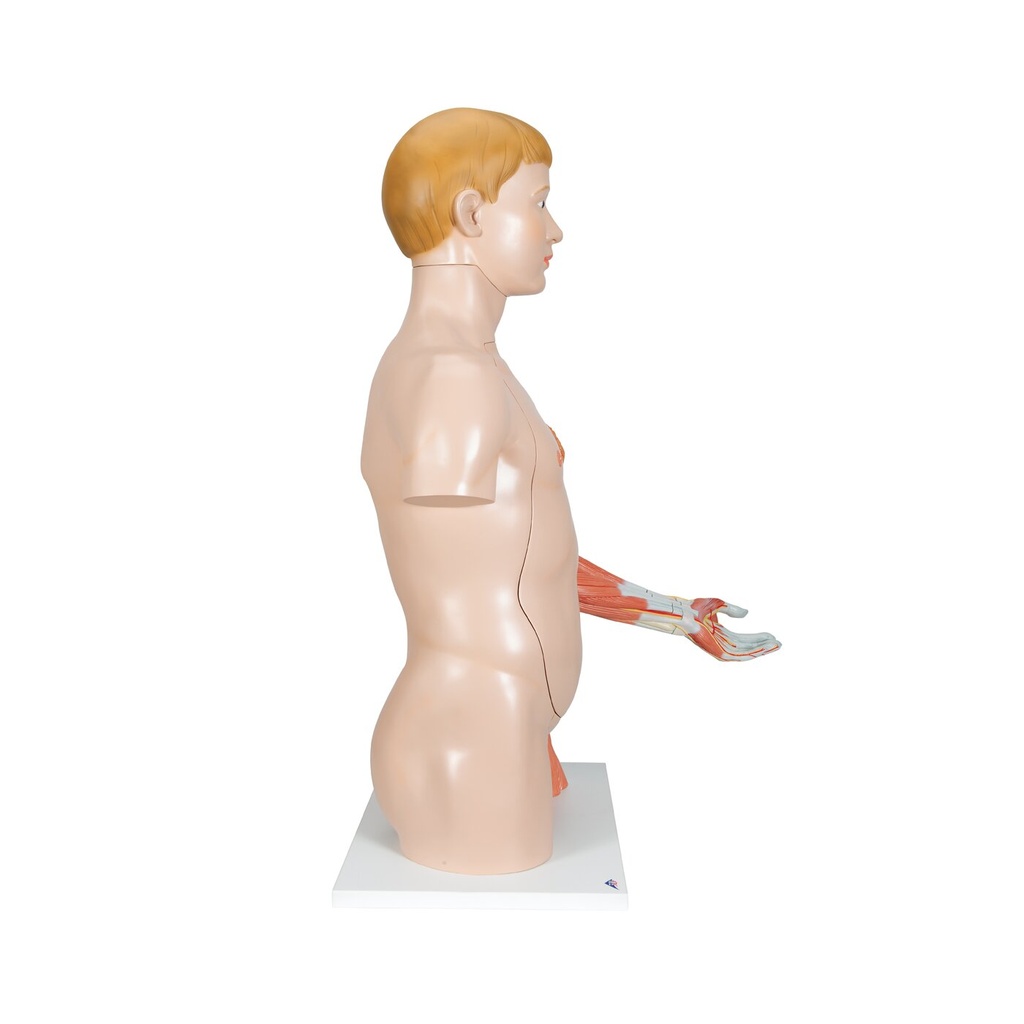 Luxus Torso Modell, mit weiblichen & männlichen Geschlechtsorganen und mit Muskelarm, 33-teilig Luxus Torso Modell, mit weiblichen & männlichen Geschlechtsorganen und mit Muskelarm, 33-teilig