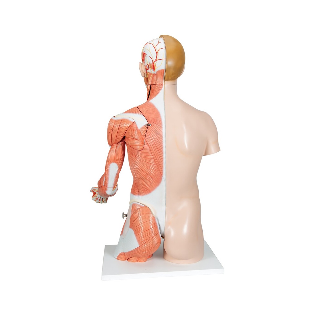 Luxus Torso Modell, mit weiblichen & männlichen Geschlechtsorganen und mit Muskelarm, 33-teilig Luxus Torso Modell, mit weiblichen & männlichen Geschlechtsorganen und mit Muskelarm, 33-teilig