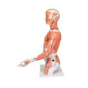 Luxus Torso Modell, mit weiblichen & männlichen Geschlechtsorganen und mit Muskelarm, 33-teilig Luxus Torso Modell, mit weiblichen & männlichen Geschlechtsorganen und mit Muskelarm, 33-teilig