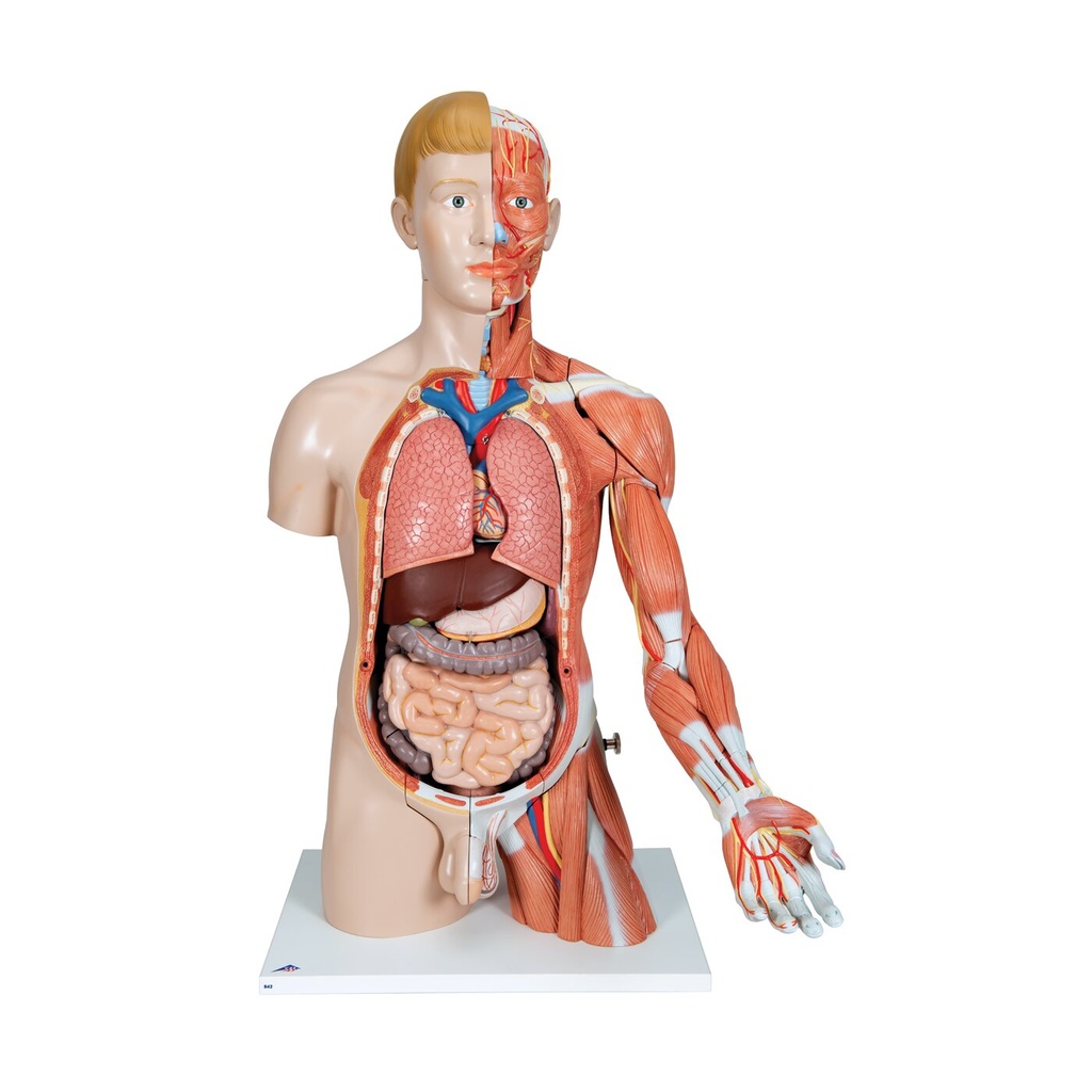 Luxus Torso Modell, mit weiblichen & männlichen Geschlechtsorganen und mit Muskelarm, 33-teilig Luxus Torso Modell, mit weiblichen & männlichen Geschlechtsorganen und mit Muskelarm, 33-teilig