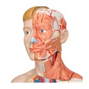 Luxus Torso Modell, mit weiblichen & männlichen Geschlechtsorganen und mit Muskelarm, 33-teilig Luxus Torso Modell, mit weiblichen & männlichen Geschlechtsorganen und mit Muskelarm, 33-teilig