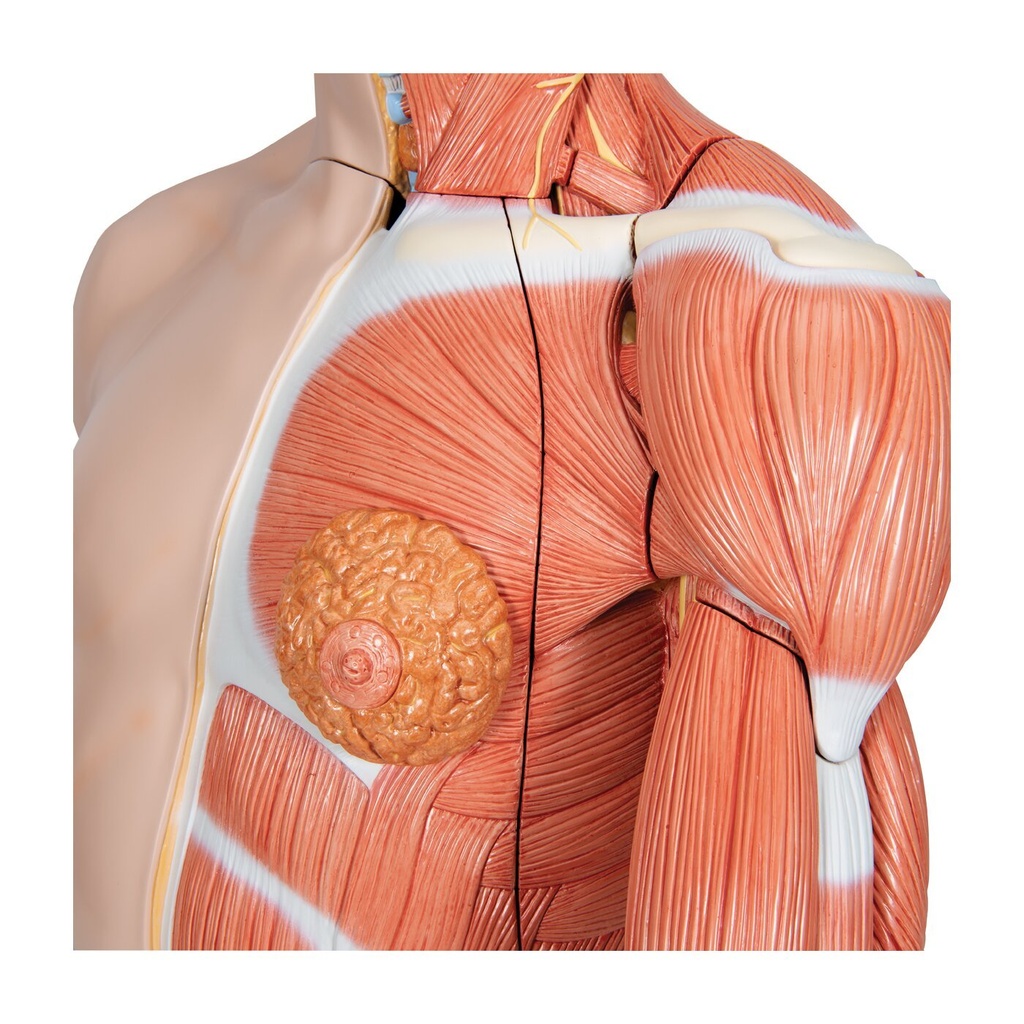 Luxus Torso Modell, mit weiblichen & männlichen Geschlechtsorganen und mit Muskelarm, 33-teilig Luxus Torso Modell, mit weiblichen & männlichen Geschlechtsorganen und mit Muskelarm, 33-teilig