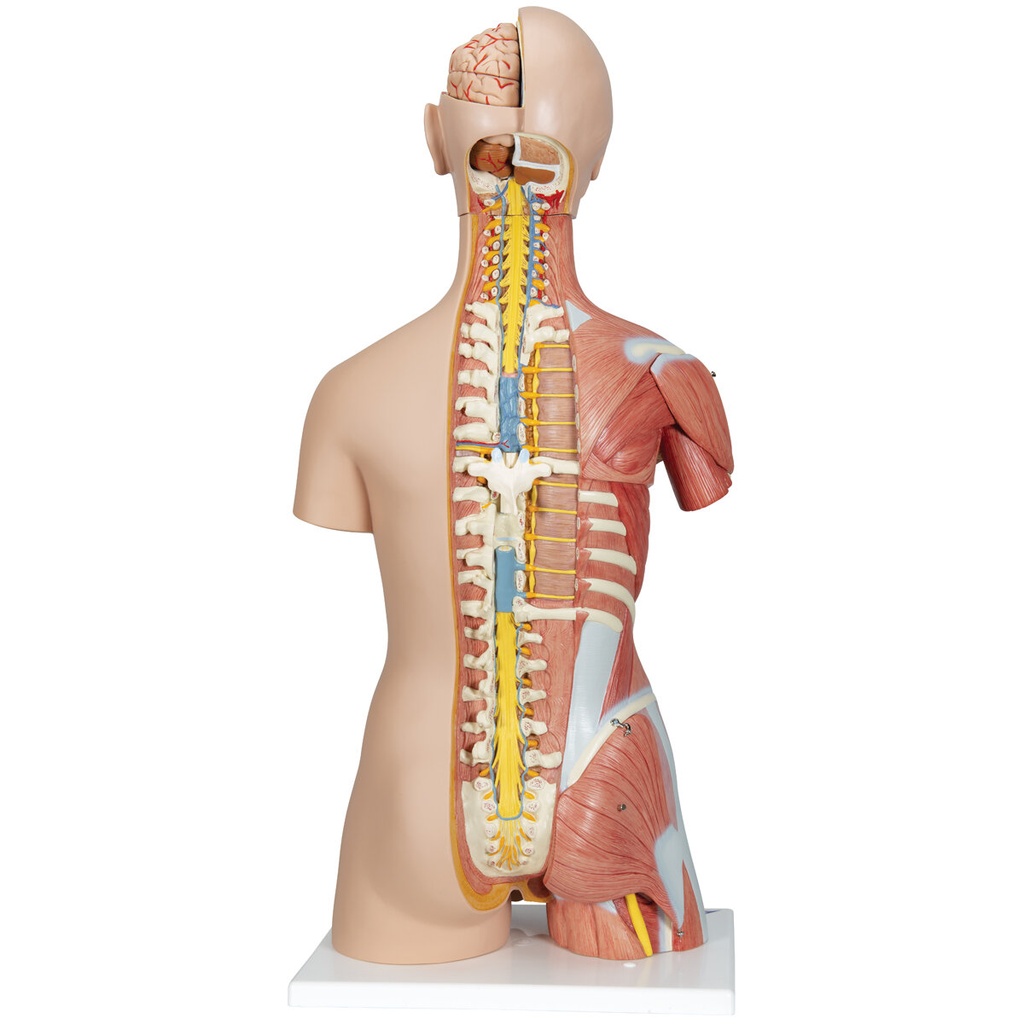 Luxus Muskel Torso Modell, mit weiblichen & männlichen Geschlechtsorganen, 31-teilig Luxus Muskel Torso Modell, mit weiblichen & männlichen Geschlechtsorganen, 31-teilig