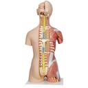 Luxus Muskel Torso Modell, mit weiblichen & männlichen Geschlechtsorganen, 31-teilig Luxus Muskel Torso Modell, mit weiblichen & männlichen Geschlechtsorganen, 31-teilig