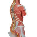 Luxus Muskel Torso Modell, mit weiblichen & männlichen Geschlechtsorganen, 31-teilig Luxus Muskel Torso Modell, mit weiblichen & männlichen Geschlechtsorganen, 31-teilig