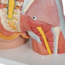 Luxus Muskel Torso Modell, mit weiblichen & männlichen Geschlechtsorganen, 31-teilig Luxus Muskel Torso Modell, mit weiblichen & männlichen Geschlechtsorganen, 31-teilig