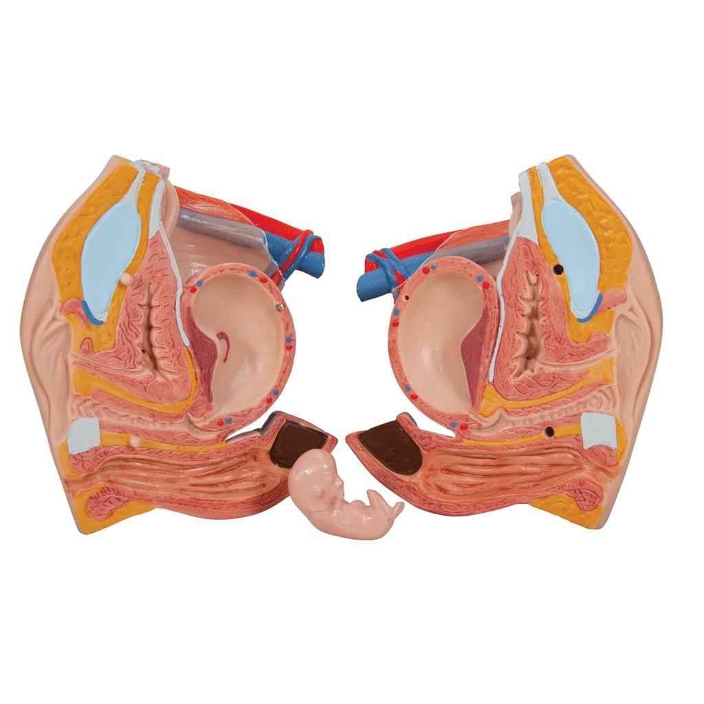 Luxus Muskel Torso Modell, mit weiblichen & männlichen Geschlechtsorganen, 31-teilig Luxus Muskel Torso Modell, mit weiblichen & männlichen Geschlechtsorganen, 31-teilig