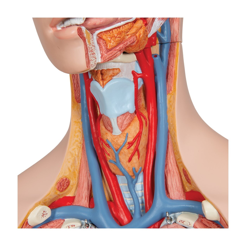 Klassik Torso Modell, geschlechtsneutral, 14-teilig Klassik Torso Modell, geschlechtsneutral, 14-teilig