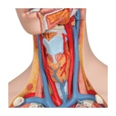 Klassik Torso Modell, geschlechtsneutral, 14-teilig Klassik Torso Modell, geschlechtsneutral, 14-teilig