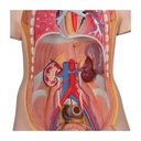 Klassik Torso Modell, geschlechtslos mit geöffnetem Rücken, 21-teilig