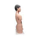 Japanisches Torso Modell, mit weiblichen & männlichen Geschlechtsorganen, 18-teilig