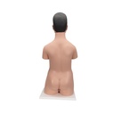 Japanisches Torso Modell, mit weiblichen & männlichen Geschlechtsorganen, 18-teilig