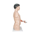 Asiatisches Luxus Torso Modell, mit weiblichen & männlichen Geschlechtsorganen und mit Muskelarm, 33-teilig Asiatisches Luxus Torso Modell, mit weiblichen & männlichen Geschlechtsorganen und mit Muskelarm, 33-teilig