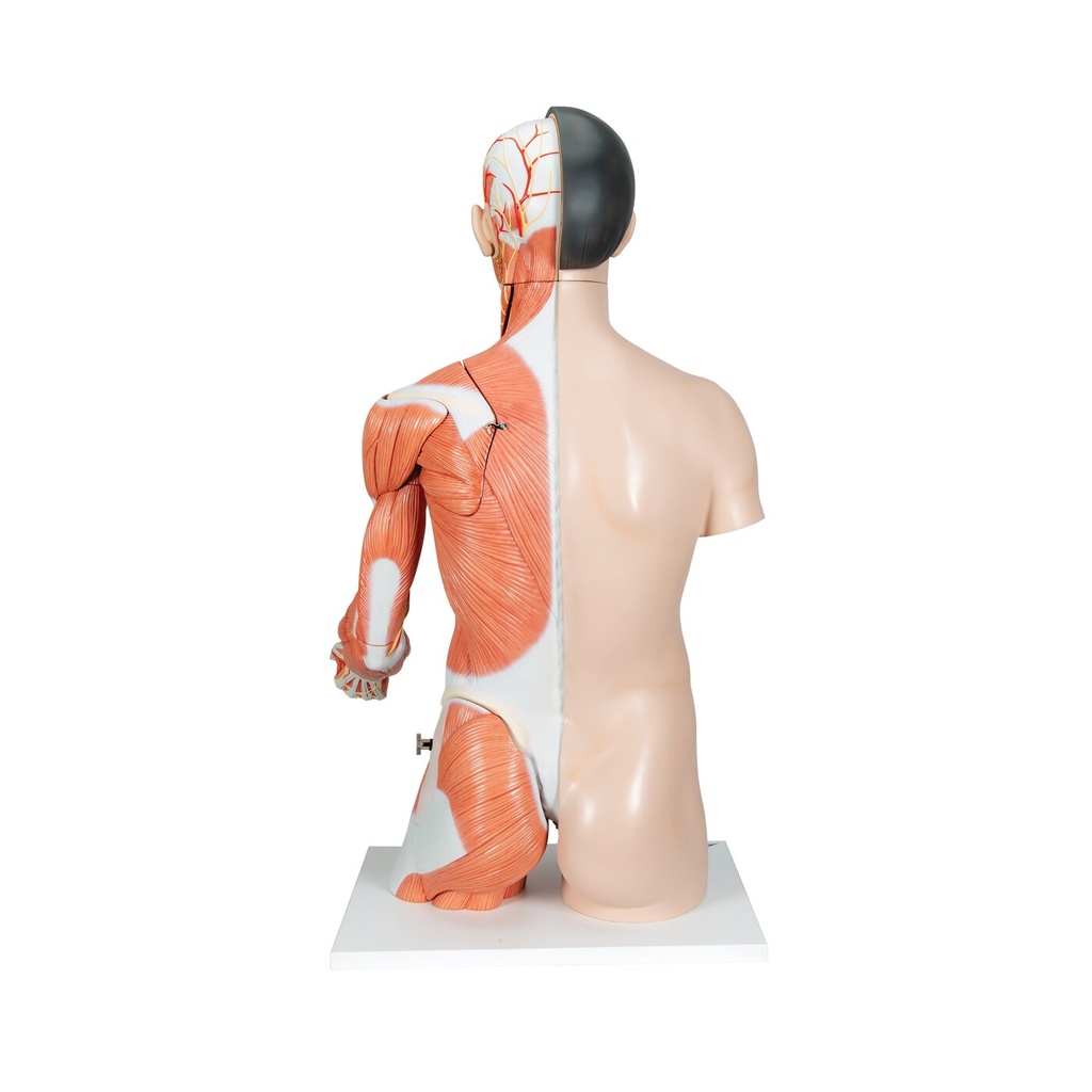 Asiatisches Luxus Torso Modell, mit weiblichen & männlichen Geschlechtsorganen und mit Muskelarm, 33-teilig Asiatisches Luxus Torso Modell, mit weiblichen & männlichen Geschlechtsorganen und mit Muskelarm, 33-teilig