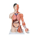 Asiatisches Luxus Torso Modell, mit weiblichen & männlichen Geschlechtsorganen und mit Muskelarm, 33-teilig Asiatisches Luxus Torso Modell, mit weiblichen & männlichen Geschlechtsorganen und mit Muskelarm, 33-teilig